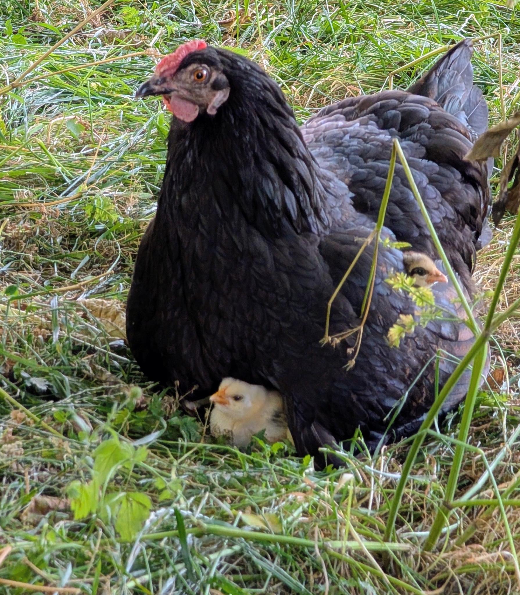 Huhn